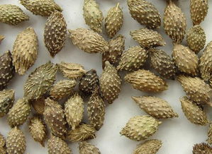 炒苍耳子的副作用太大了 苍耳子治白斑偏方