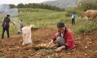 烯效唑喷后几天见效 烯效唑一亩打多少克