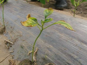 烧苗会自动恢复吗 烧根会自己恢复吗