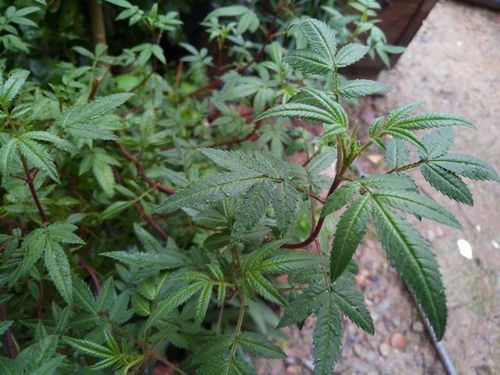 烧苗是吸水还是失水 植物烧苗是吸水还是失水