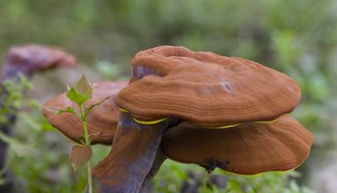 灵芝种植成本和利润 灵芝种植后卖给谁