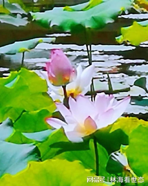 爱莲说的莲花是荷花吗 周敦颐写的是莲花还是荷花