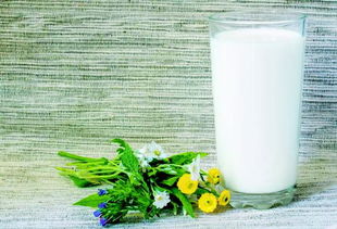 牛奶浇花的好处和坏处 纯牛奶浇花正确方法如下