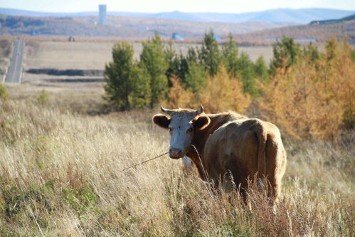牛口蹄疫特效药 牛口蹄疫图片大全