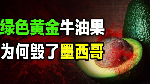 牛油果为什么毁了墨西哥 牛油果背后的腥风血雨