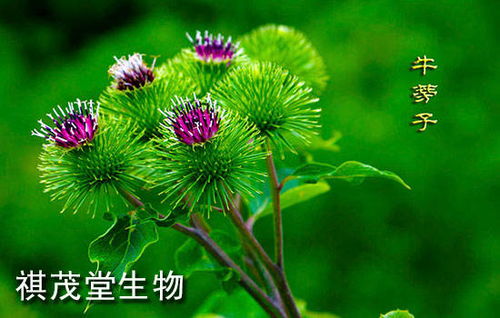 牛子和牛蒡子的区别 牛子与牛蒡子是一个药吗