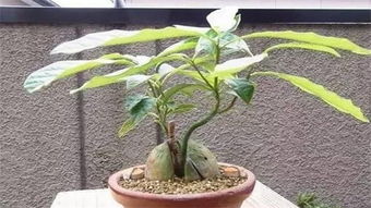 牛油果可以一直水培吗 牛油果水培哪一端朝下