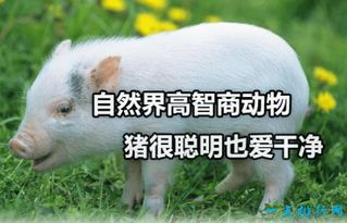 牛和马哪个智商高 牛和猪哪个聪明