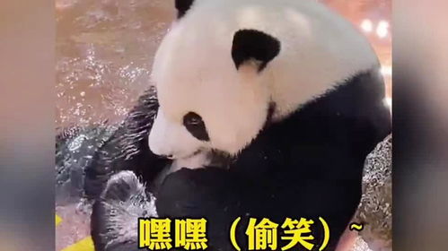 熊猫的智商相当人几岁 大熊猫能听懂人话吗？