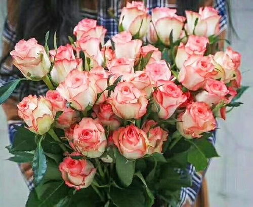 爱莎玫瑰什么档次 艾莎玫瑰适合哪些人种植