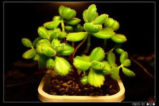 熊童子叶子扦插方法 熊童子叶子一碰就掉