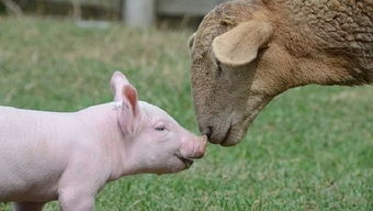 牲畜包括什么动物 鸡是牲畜还是动物