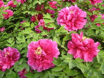 牡丹花籽种植时间和方法 牡丹花种子泡多久才可以种