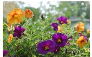 牵牛花特点简介 牵牛花的主要特征