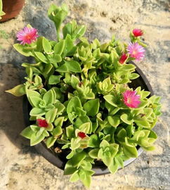 牡丹吊兰怎么吃最好 牡丹吊兰凉拌用焯水吗