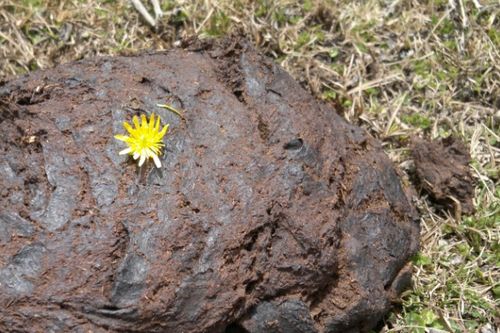 牛粪晒干了算腐熟了吗 牛粪晒干了有什么用处