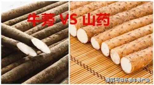 牛蒡与山药的区别 牛蒡就是铁棍山药吗