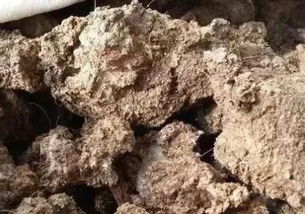 牛粪堆放多久可以做肥料 牛粪放一年还有肥效吗