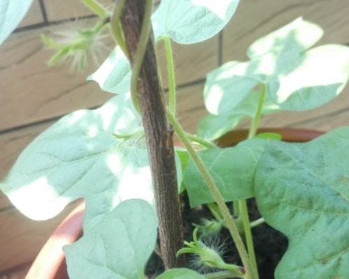 牵牛花光长藤不开花 牵牛花不结花苞什么原因
