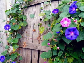 牵牛花早中晚的变化 牵牛花一天的变化过程