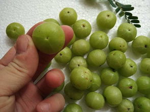 牛甘果的功效作用 三种人不宜吃牛甘果的原因