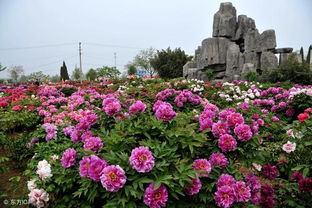 牡丹之乡是菏泽还是洛阳 牡丹是菏泽早还是洛阳早