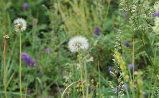 犁头草主治什么病 蒲公英与犁头草治肿瘤