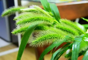 狗尾草花语与寓意 狗尾草超火文案