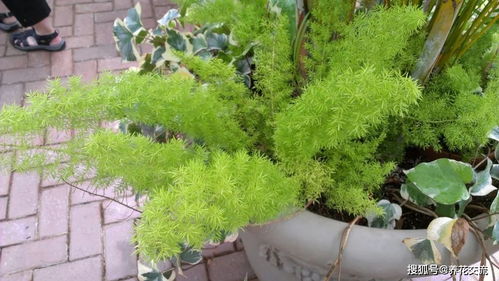 狐尾天门冬怕晒吗 狐尾天门冬风水禁忌