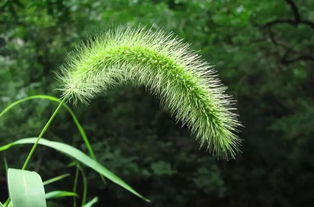 狗尾巴草花语与寓意 狗尾草句子短句唯美