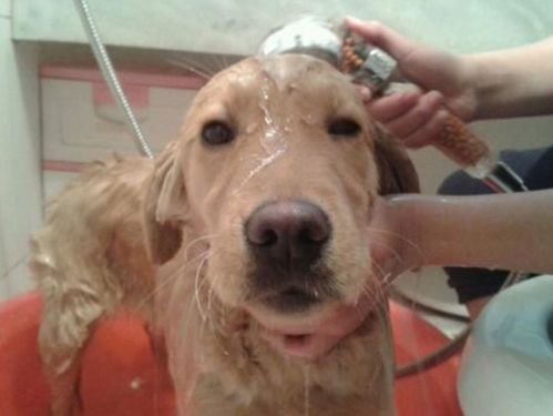 狗吃糯米多久会死亡 狗狗吃糯米的补救方法