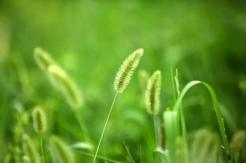 狗尾草怎么发朋友圈 配狗尾巴草的心情说说