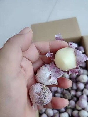 独头蒜种子从哪里来 独头蒜怎么繁殖视频教程