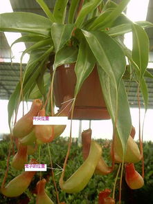 猪笼草的笼子枯萎了怎么办 猪笼草多久长一个笼子