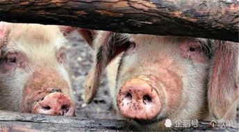 猪瘟的肉煮熟了能吃吗 已感染猪瘟但没死的猪能吃吗