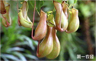 猪笼草多久长一个笼子 猪笼草死亡前兆