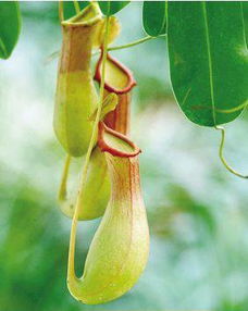 猪笼草好养吗 猪笼草和捕蝇草哪个好