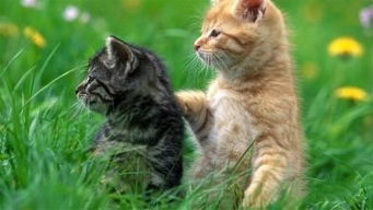 猫咪吃草预示着什么 猫在吃草好事还是坏事