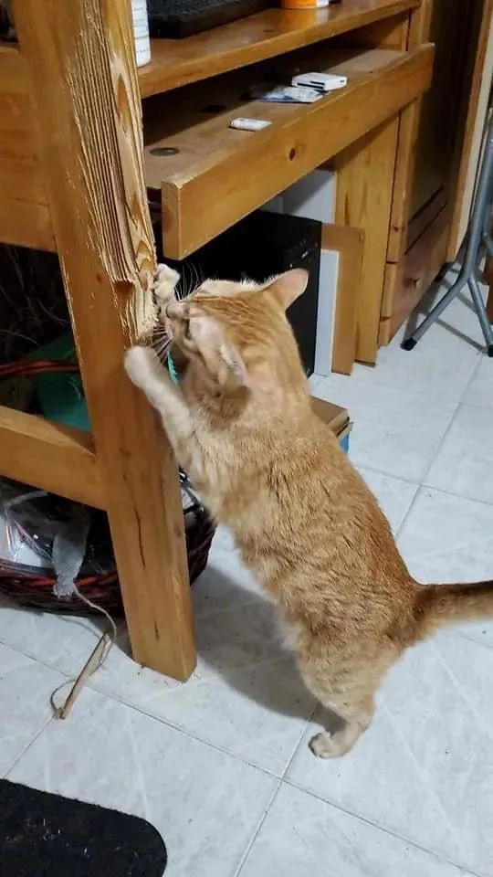 猫为什么一直用脚挠身体 猫身上痒一直用脚抓