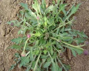 猪瘟最怕的草药 猪瘟最怕的三种野菜