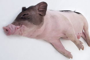 猪得了蓝耳病能治好不 蓝耳病会传染整个猪圈吗