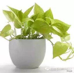 猫咪能吃绿萝的叶子吗 猫咪为什么咬绿萝