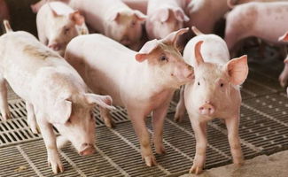 猪吃猪肉会产生什么后果 猪在什么情况下会吃人