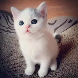 猫能吃茉莉花叶子吗 家里有猫可以养茉莉吗