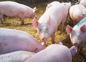 猪温度37.5至38度不吃怎么办 母猪体温37.6℃不吃食怎么治疗