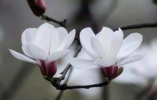 玉兰开二次花好不好 花开二次的有什么预兆