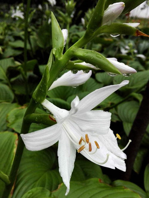 玉簪花的寓意 玉簪花吉利吗