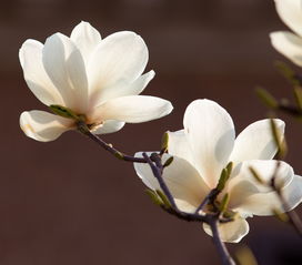 玉兰花风水禁忌 玉兰为什么称为鬼花