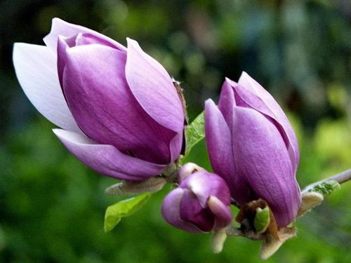 玉兰夏天开花代表什么 玉兰二次开花现象叫什么
