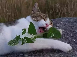 猫薄荷怎么使用 猫薄荷是撒在猫抓板上吗